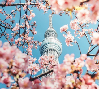 (TOUR NHẬT BẢN) OSAKA – KOBE – KYOTO – NAGOYA – YAMANASHI – TOKYO 