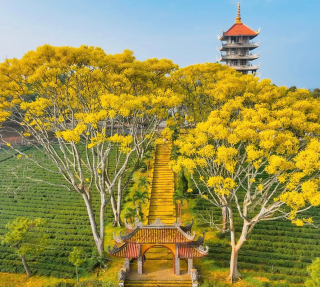 HỒ CHÍ MINH - BẢO LỘC - DAMB'RI 2N1D